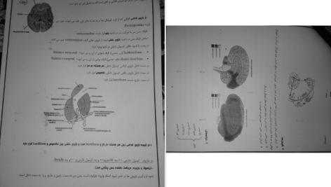 دانلود پی دی اف کتاب نوروآناتومی علوم پایه فرزانه رحمانی PDF