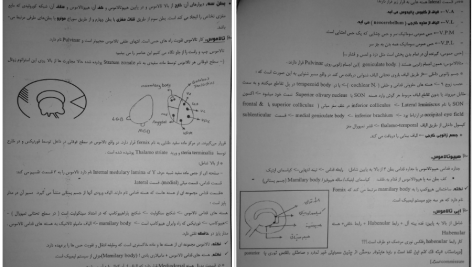 دانلود پی دی اف کتاب نوروآناتومی علوم پایه فرزانه رحمانی PDF