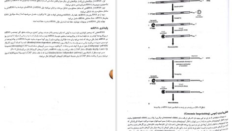 دانلود پی دی اف کتاب ژنتیک از کلاسیک تا ژنومیک حسن اکرمی PDF