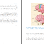 دانلود پی دی اف کتاب حقایق مغز عباس حق پرست PDF