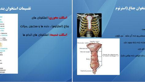 دانلود پی دی اف کتاب اناتومی استخوان شناسی مرتضی بهرامی نژاد PDF