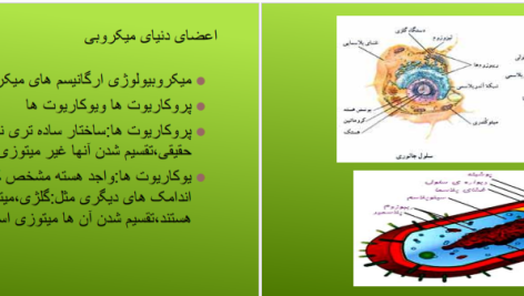 دانلود پی دی اف کتاب مروری جامع بر میکروبیولوژی عمومی حسین رحیمی ‍PDF