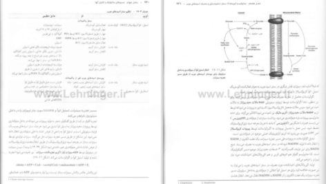 دانلود پی دی اف کتاب بیوشیمی دولین جلد ۲ رضا محمدی PDF